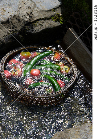 夏のめぐみ 夏のめぐみ 1528116