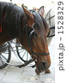 馬の横顔 1528329