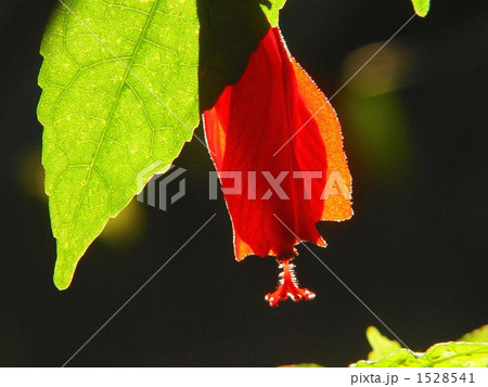 熱帯花　ウナズキヒメフヨウ・アオイ科13 1528541