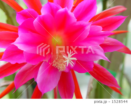 熱帯花 クジャクサボテン サボテン科01の写真素材