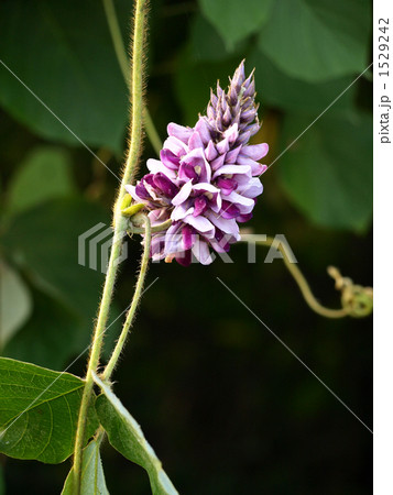 葛の花（学名Pueraria montana var. lobata） 1529242