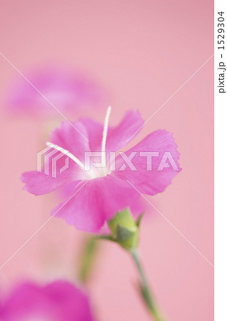 ナデシコの花 1529304