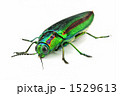 ヤマトタマムシ ヤマトタマムシ 1529613