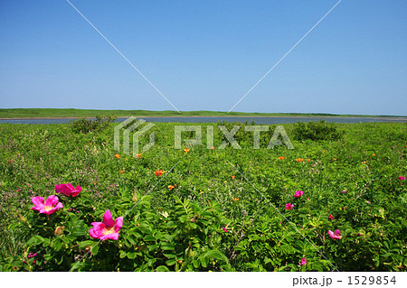 ワッカ原生花園 1529854