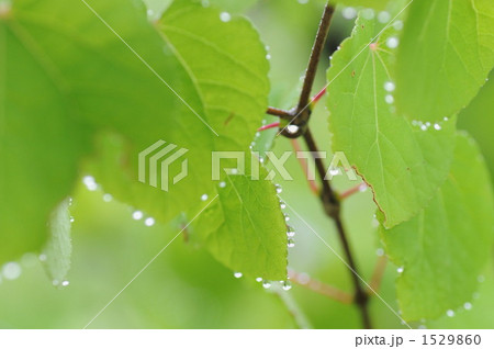 雨の雫 1529860