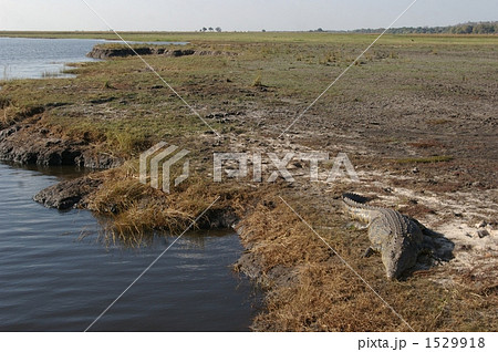 巨大なナイルワニ 1529918