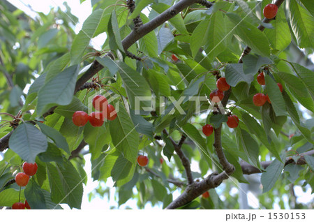 さくらんぼ狩り 1530153