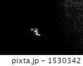 月面の羽化 1530342