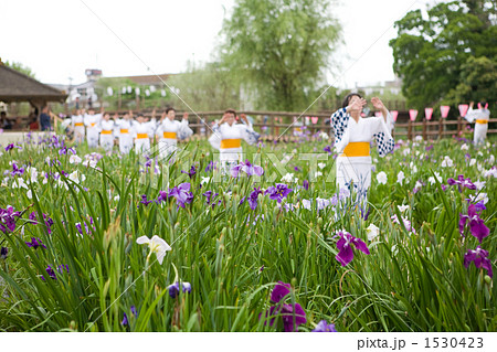 潮来あやめ祭り群舞 潮来あやめ祭り群舞 1530423