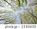見上げた木々 1530430