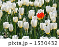 赤一輪 1530432