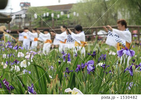 潮来あやめ祭り群舞 潮来あやめ祭り群舞 1530482