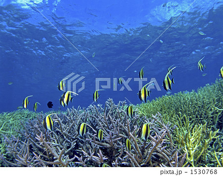 ツノダシの群れ ツノダシの群れ 1530768