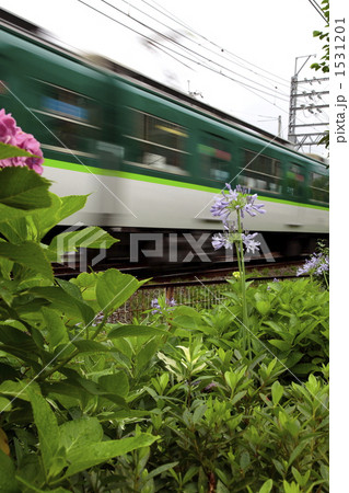 アガパンサス 1531201