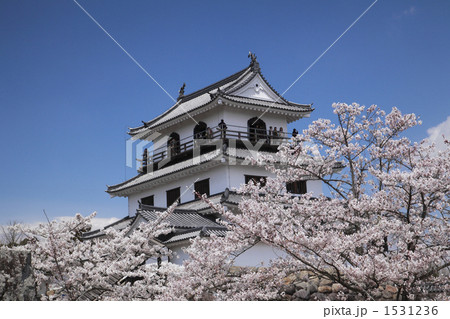 白石城と桜 1531236