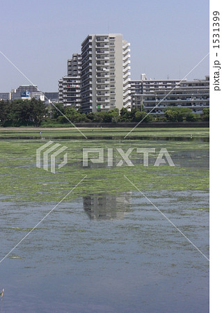 谷津干潟 谷津干潟 1531399
