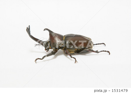 カブトムシ 1531479