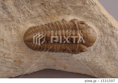 三葉虫 その1 三葉虫 その1 1531507