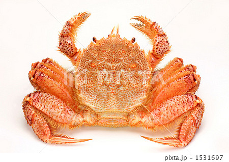 毛ガニ 毛ガニ 1531697
