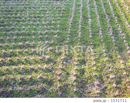 春の訪れ 春の訪れ 1531711