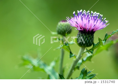 緑の中のアザミの花 緑の中のアザミの花 1531740