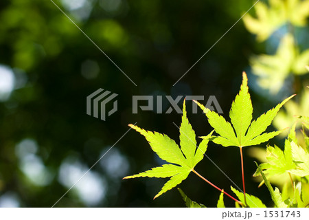 緑のカエデの葉 1531743