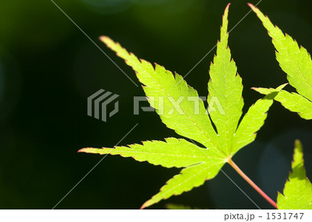 緑のカエデの葉のアップ 1531747