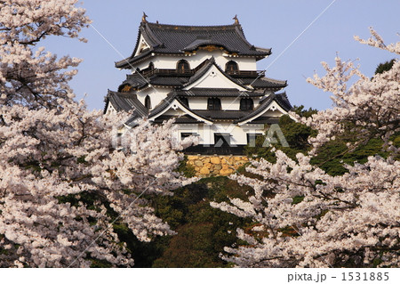 春爛漫の桜満開彦根城 1531885