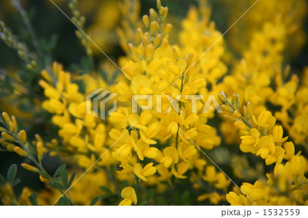 エニシダ エニシダ 1532559