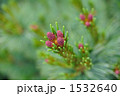 ハイマツの花 1532640