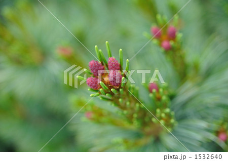 ハイマツの花 ハイマツの花 1532640