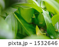 ヒメタケシマラン 1532646
