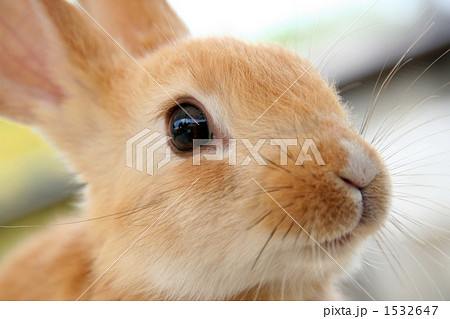 かわいい子ウサギ クローズアップの写真素材