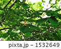 ハイマツの花 1532649