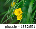 ミヤマキンバイ 1532651