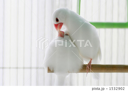 仲良しの小鳥 仲良しの小鳥 1532902