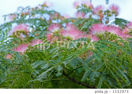 ネムノキの花 1532973