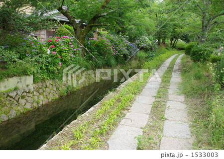紫陽花と哲学の道 1533003