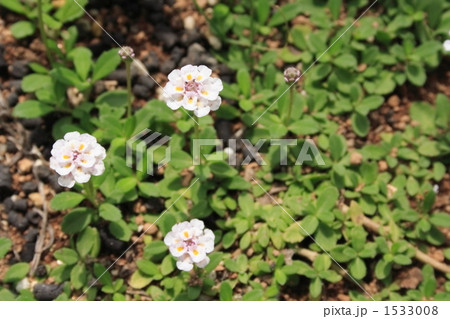 ヒメイワダレソウ ヒメイワダレソウ 1533008