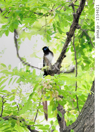 サンコウチョウ サンコウチョウ 1534621