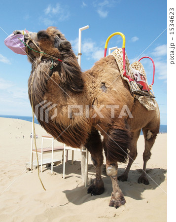 鳥取砂丘のラクダの写真素材