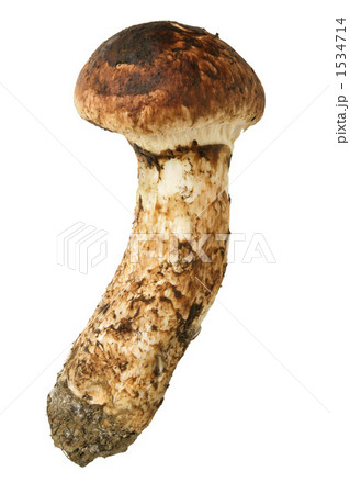 マツタケ 1534714