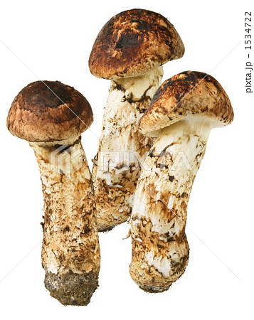マツタケ マツタケ 1534722