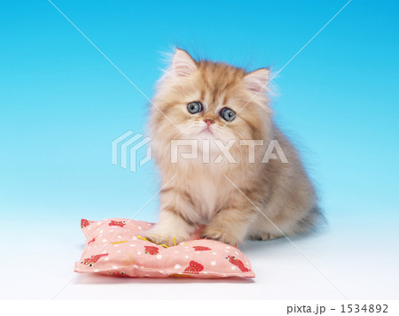 座布団とチンチラの仔猫 1534892