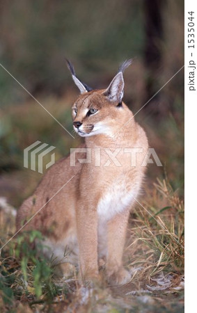 カラカル カラカル 1535044