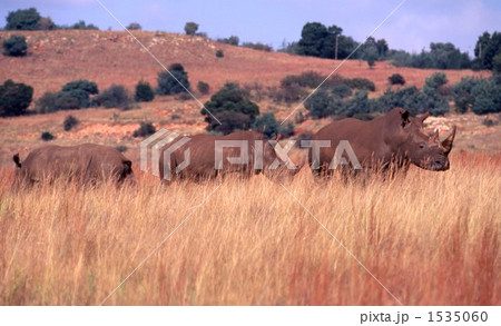 サイ サイ 1535060