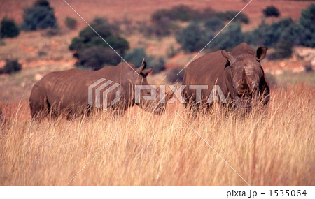 サイ サイ 1535064