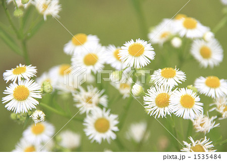 ヒメジョオン 1535484