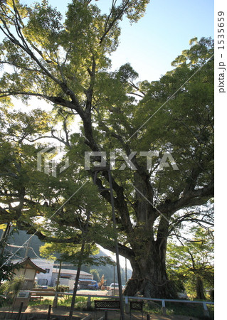 野間の大けやき 1535659