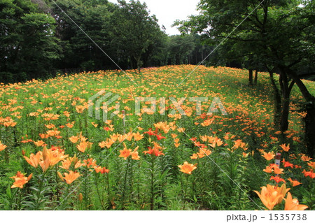 ゆり園 ゆり園 1535738